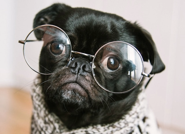 Picture for category Dog Staff Picks